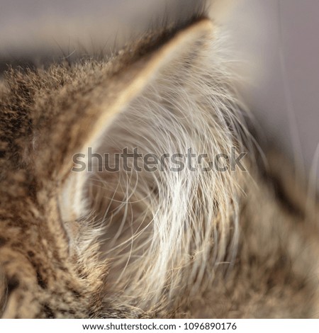 Similar – fur ball Brunette