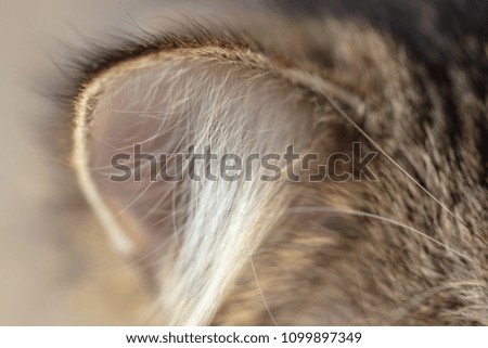 Similar – fur ball Brunette