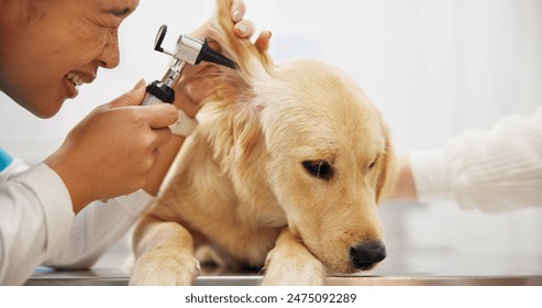 Ear, otoscope or dog with woman vet in consultation room for pet health, check or hearing assessment. Animal shelter, charity or volunteer with golden retriever puppy exam, inspection or treatment - Powered by Shutterstock