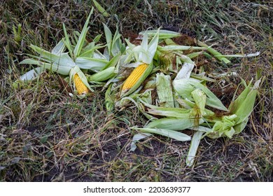 20,568 Peeled Corn Images, Stock Photos & Vectors | Shutterstock