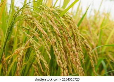 Ear of rice. Close-up to rice seeds in ear of paddy. Beautiful golden rice field and ear of rice.