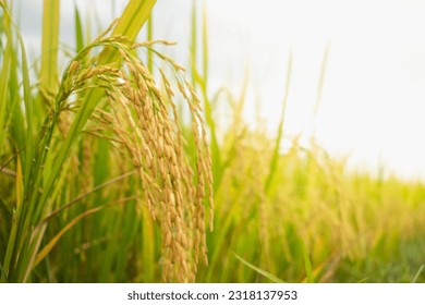 Ear of rice. Close-up to rice seeds in ear of paddy. Ripe rice field on the farm. - Shutterstock ID 2318137953