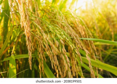 Ear of rice. Close-up to thai rice seeds in ear of paddy. Beautiful golden rice field and ear of rice.