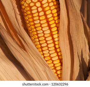 Ear Of Ripe Corn In Husk Ready For Harvest