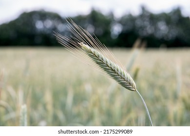 Ear of rye close-up in a rye field on a sunny day, grain cultivation. Agricultural sector in food production.
