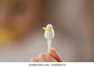 Ear Wax On Cotton Swab.baby Ear