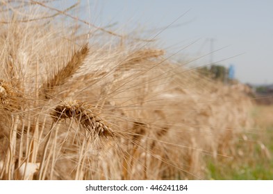 ear wheat