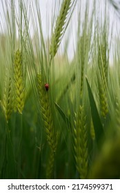 Ear Of Wheat, Concept - Herbicides, Fungicides, Plant Protection Products, Harvest, Food Crisis.