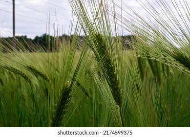 Ear Of Wheat, Concept - Herbicides, Fungicides, Plant Protection Products, Harvest, Food Crisis.