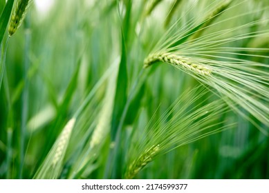 Ear Of Wheat, Concept - Herbicides, Fungicides, Plant Protection Products, Harvest, Food Crisis.