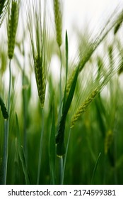 Ear Of Wheat, Concept - Herbicides, Fungicides, Plant Protection Products, Harvest, Food Crisis.