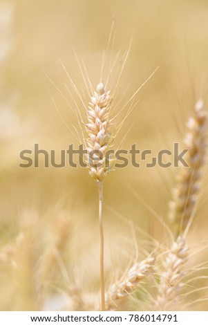 Similar – country love Wheat ear