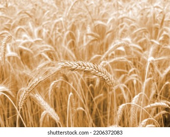 Ear Of Wheat At The Wheat Field.  Golden Spike At The Generous Field.