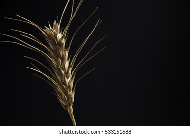 Ear Wheat Isolated On Black Background Stock Photo 533151688 | Shutterstock