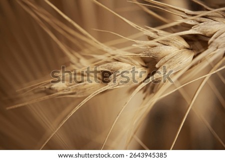Ear of wheat macro, close up