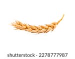 an ear of wheat on a white background