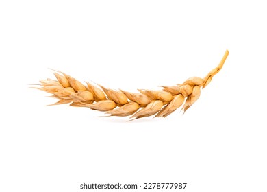 an ear of wheat on a white background