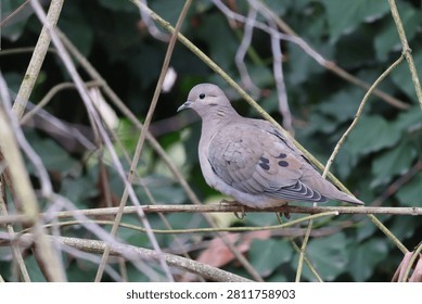 Eared dove perched on thin branch among bare vines with green leaves in background