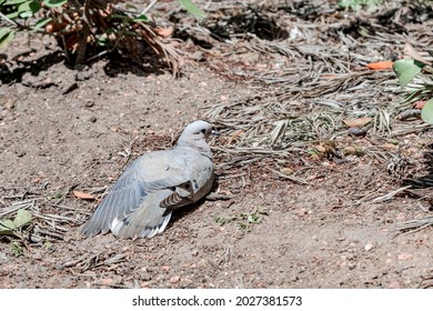 166 Zenaida auriculata Images, Stock Photos & Vectors | Shutterstock