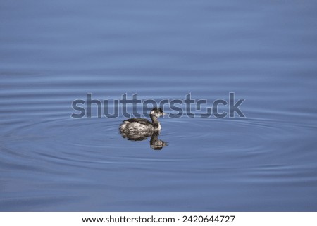 Eared Grebe (nonbreeding) (podiceps nigricollis) swimming in a pond