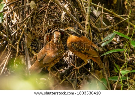 Similar – Foto Bild Two Blackbird chicks in a hidden nest