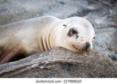 Eared Seal Otariidae Marine Mammal Animal Lying On Rock