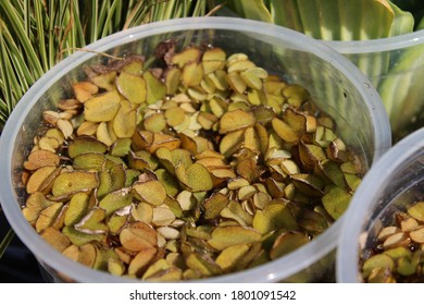 Eared Watermoss On A Market