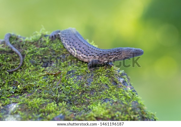 Earless Monitor Lizard Lanthanotus Borneensis Semiaquatic Stock Photo Edit Now 1461196187