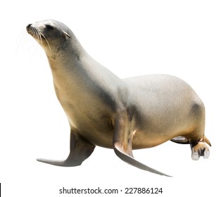 Earless seal Isolated over white background