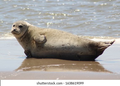 Earless Seal On A Wad In The Wadden Sea, The Netherlands.