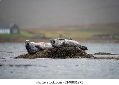 Earless seal. Seal. Seals resting on a rock in the sea. In Scotland. Seal in autumn season, summer season, spring season. Close up. On the sea. On the coast. Natural Habitat. Phocidae
