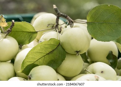 Early Apple Variety Bilyi Nalyv (belyi Naliv) In Ukraine. Apple Varieties Concept