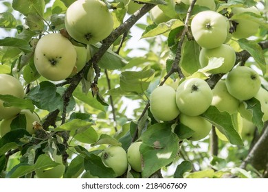 Early Apple Variety Bilyi Nalyv (belyi Naliv) In Ukraine. Apple Varieties Concept