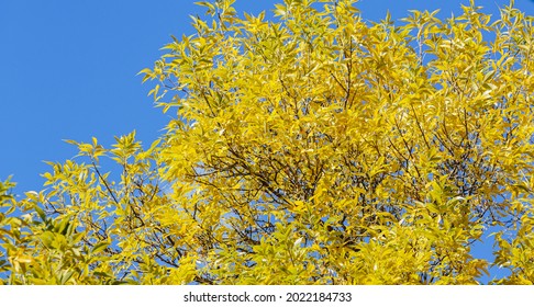 Early Autmn In Canada, A Bright, Sunny  Fall Day With The Leaves In Fall Colours.