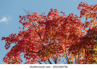 Early Autmn In Canada, A Bright, Sunny  Fall Day With The Leaves In Fall Colours.