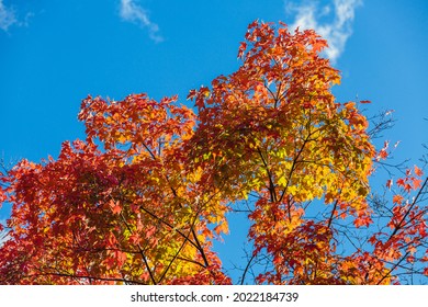 Early Autmn In Canada, A Bright, Sunny  Fall Day With The Leaves In Fall Colours.