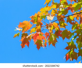 Early Autmn In Canada, A Bright, Sunny  Fall Day With The Leaves In Fall Colours.