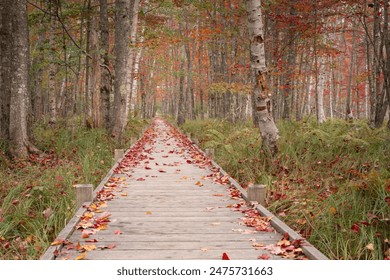 Early autumn along Jesup Path in Acadia National Park in Maine on Mount Desert Island.