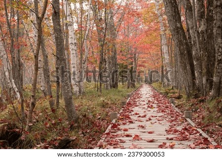 Early autumn along Jesup Path in Acadia National Park in Maine on Mount Desert Island.