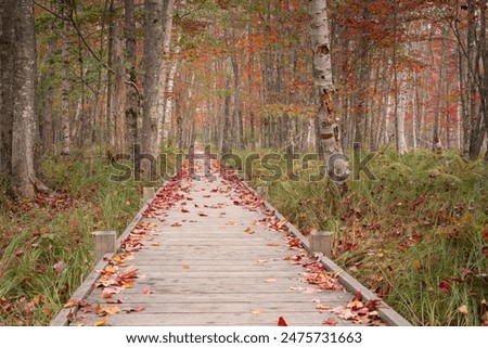Early autumn along Jesup Path in Acadia National Park in Maine on Mount Desert Island.