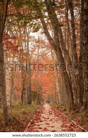 Early autumn along Jesup Path in Acadia National Park in Maine on Mount Desert Island.