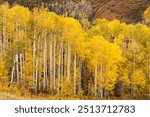 Early autumn aspen trees located in east Snowmass Valley in central Colorado. This brightly colorful aspen grove, is part of the changing season of an early October.