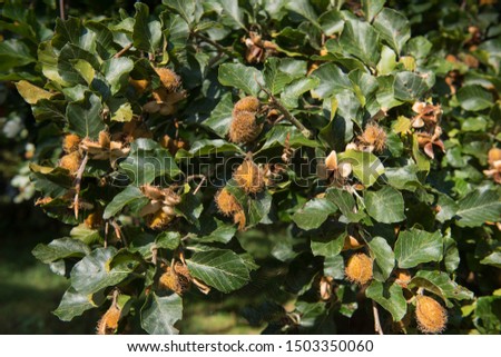 Early Autumn Beech Nuts on a Common Beech Tree (Fagus sylvatica) in a Woodland Landscape in Rural Devon, England, UK