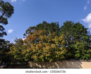 Early Autumn Foilage In Kyoto Japan