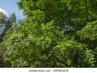 Early Autumn Foliage And Catkins Of A Caucasian Wingnut Or Caucasian Walnut Tree (Pterocarya Fraxinifolia) With A Bright Blue Sky Background In A Park In Rural West Sussex, England, UK