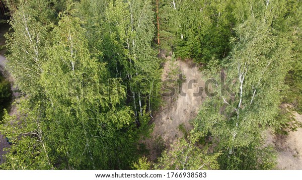 Early autumn in the forest from a\
bird\'s eye view. Mixed forest, green coniferous trees, deciduous\
trees with yellow leaves. Autumn colors of the forest.\
Drone