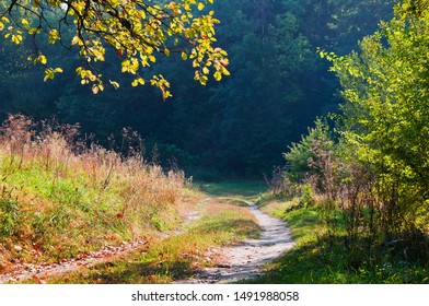 Early autumn in the forest. Landscape with road and branch of autumn leaves
 - Powered by Shutterstock