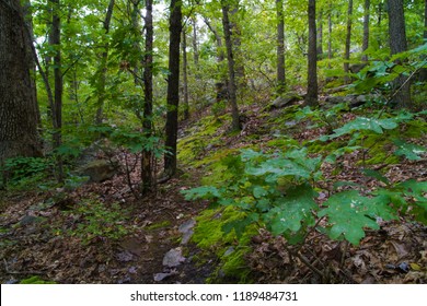 Early Autumn Forest Scene, Northeastern Pennsylvania Highlands 