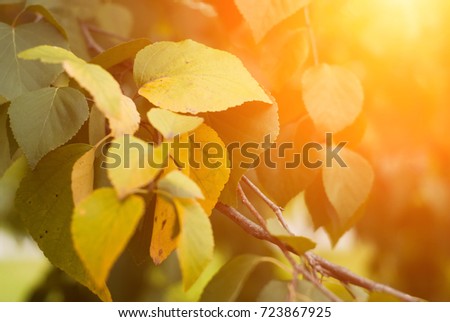Early autumn sunshine, yellow leaves on the tree