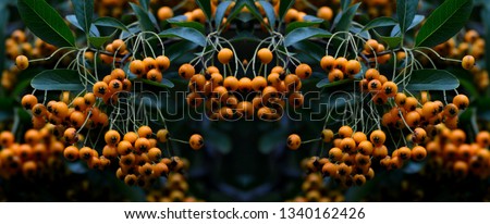 Similar – Image, Stock Photo Close-up of red berries and leaves of schinus molle in nature